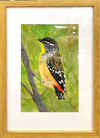 Original Artwork by Vicky Thursfield 'Spotted Pardelote'