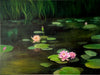 Original Artwork by Annette Smeeton 'Water Lillies'