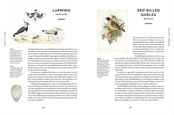 Book - Remarkable Birds