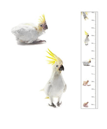  The Bird Photographer Children’s Height Chart Cockatoo
