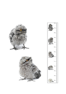  The Bird Photographer Children’s Height Chart Tawny