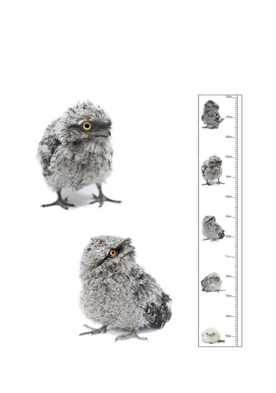 The Bird Photographer Children’s Height Chart Tawny