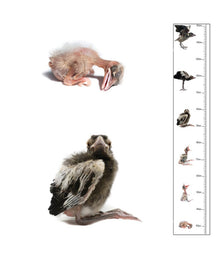  The Bird Photographer Children’s Height Chart Magpie