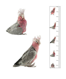  The Bird Photographer Children’s Growth Chart Galah