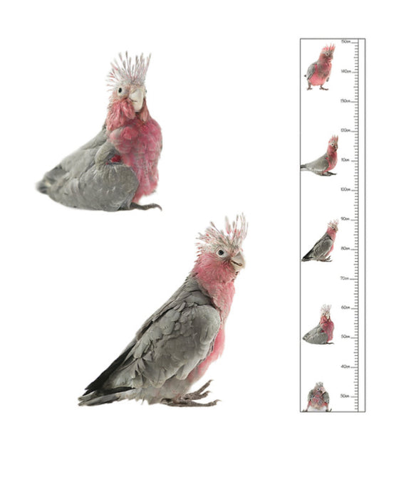 The Bird Photographer Children’s Growth Chart Galah