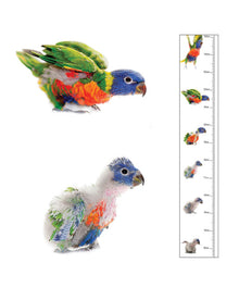 The Bird Photographer Children’s Height Chart Lorikeet