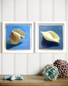 Original Artwork by Julie Hobbs 'Conch Shell'