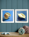 Original Artwork by Julie Hobbs 'Tun Shell'