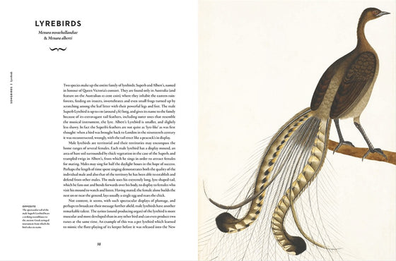 Book - Remarkable Birds