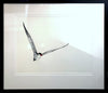 Original Artwork by Vida Pearson 'Caspian Tern'