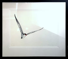  Original Artwork by Vida Pearson 'Caspian Tern'