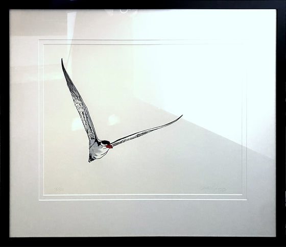 Original Artwork by Vida Pearson 'Caspian Tern'