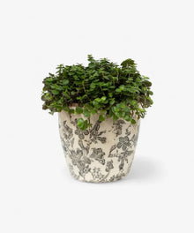  French Country Black Floral Pot