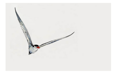 Original Artwork by Vida Pearson 'Caspian Tern'