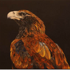 Original Artwork by Vida Pearson 'Wedged Tail Eagle'